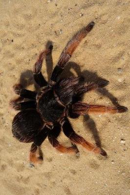 Book cover for Tarantula Journal Beware the Hairy Spider!