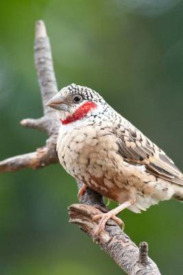 Book cover for Cut-Throat Finch Journal