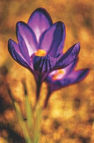 Cover of Crocus Spring Flower Purple
