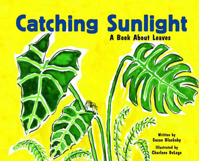 Book cover for Catching Sunlight