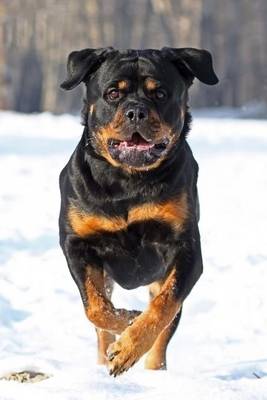 Book cover for Happy Rottweiler Running in the Snow Journal