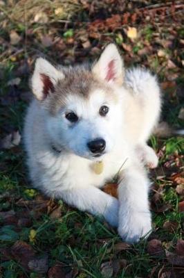 Book cover for Cute Baby Alaskan Malamute Puppy Dog Journal