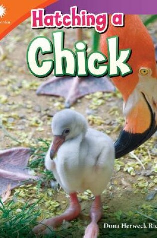 Cover of Hatching a Chick