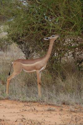 Book cover for Giraffe Necked Antelope Journal