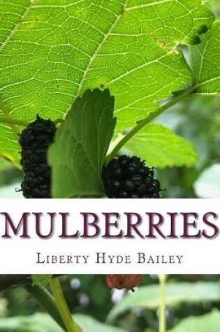 Cover of Mulberries