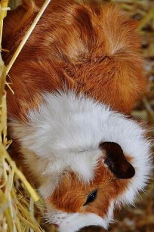 Cover of Jumbo Oversized Guinea-Pig Abyssinian