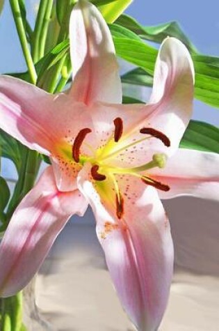 Cover of Website Password Organizer Daylily Flower Bloom