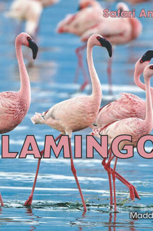 Cover of Flamingos