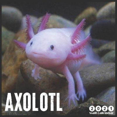 Book cover for Axolotl 2021 Wall Calendar