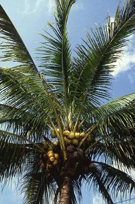 Book cover for Travel Journal Coconut Palm Tree