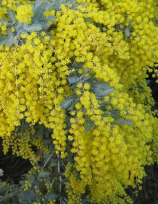 Book cover for Wattle Gardening Journal