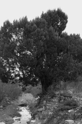 Cover of Black and White Shrub in the Mexican Desert