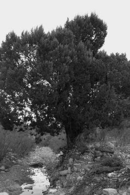 Book cover for Black and White Shrub in the Mexican Desert