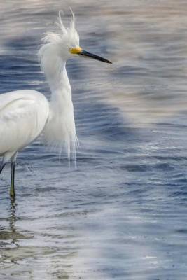 Book cover for Snowy Egret Wading in Florida