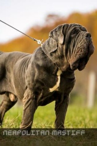 Cover of Neapolitan Mastiff