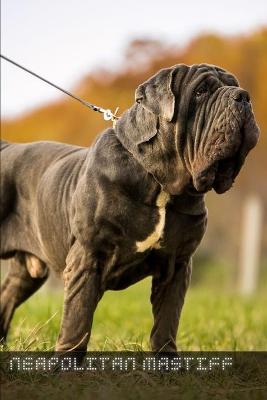 Book cover for Neapolitan Mastiff