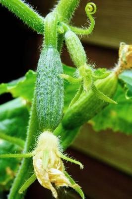 Book cover for Baby Cucumbers in the Garden Journal