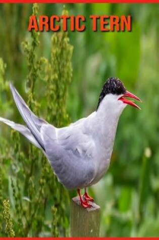 Cover of Arctic Tern