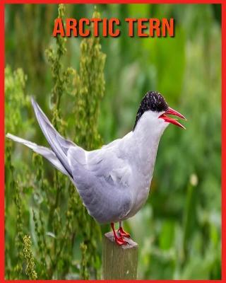 Book cover for Arctic Tern