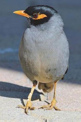 Book cover for Yellow-faced Mynah Bird Journal