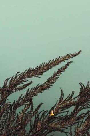 Cover of Seaweed