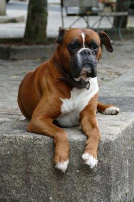 Book cover for Such a Handsome Boxer Dog Journal