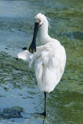 Book cover for Black-Faced Spoonbill Journal