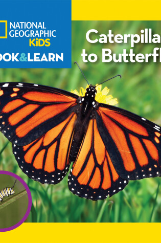 Cover of National Geographic Kids Look and Learn: Caterpillar to Butterfly