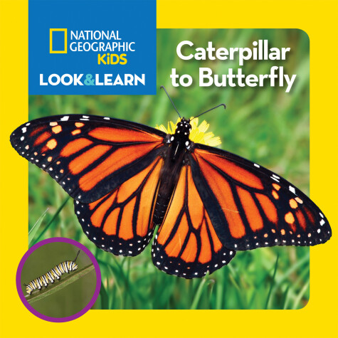 Book cover for National Geographic Kids Look and Learn: Caterpillar to Butterfly