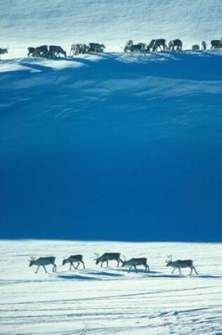 Cover of Wild Reindeer in the Snow of Norway