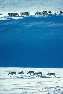 Book cover for Wild Reindeer in the Snow of Norway