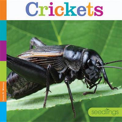 Book cover for Crickets