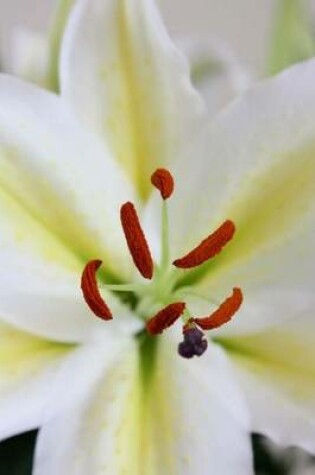 Cover of Close-Up of a Large White Lily in a Vase, for the Love of Flowers