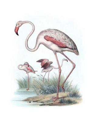 Book cover for The Greater Flamingo Composition Notebook
