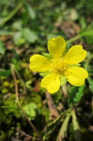 Cover of Yellow Potentilla Erecta Tormentil Flower Blooming