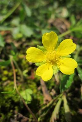 Book cover for Yellow Potentilla Erecta Tormentil Flower Blooming