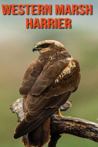 Cover of Western Marsh Harrier