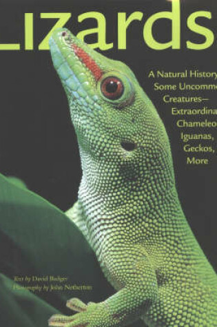 Cover of Lizards