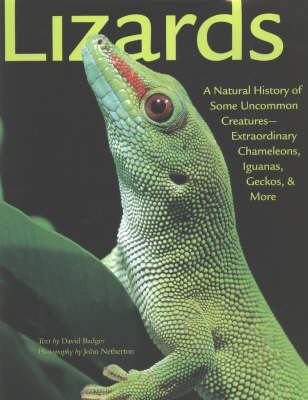 Book cover for Lizards