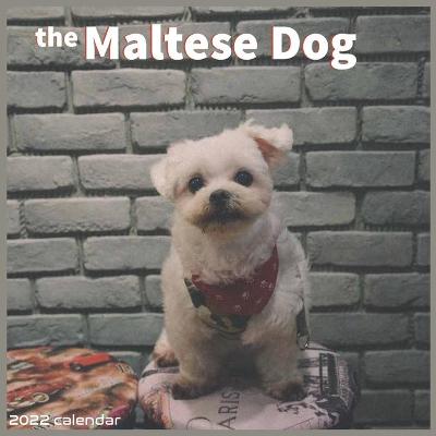 Book cover for The Maltese Dog 2022 Calendar