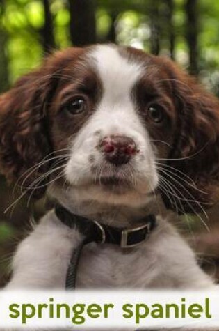 Cover of Springer Spaniel