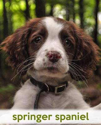 Cover of Springer Spaniel