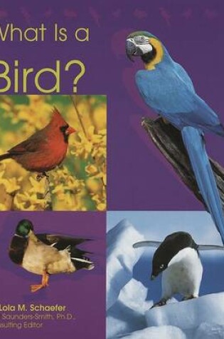 Cover of What Is a Bird?