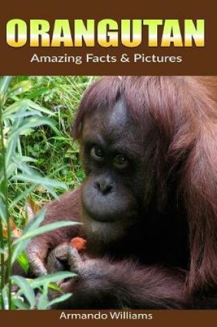 Cover of Orangutan