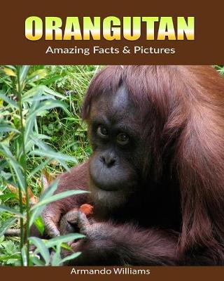 Book cover for Orangutan