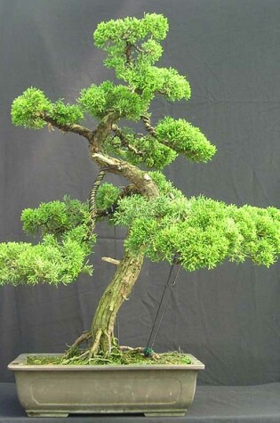 Cover of Step-by-Step Create Your Own Bonsai