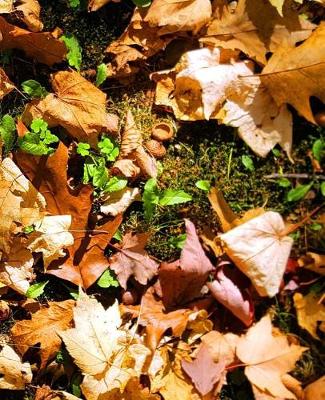 Cover of School Composition Book Fall Leaves Acorn Caps 130 Pages