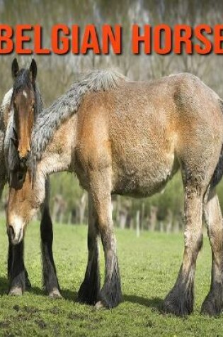 Cover of Belgian Horse