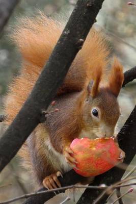 Book cover for Snacking Squirrel Animal Journal