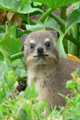 Book cover for A Hyrax in the Woods, for the Love of Animals